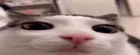 Image result for Cat Coding at Computer