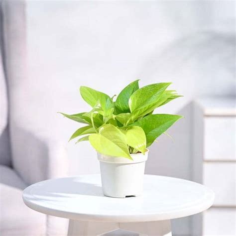 Plants | Buy Indoor Plants, Outdoor Plants | Flipkart