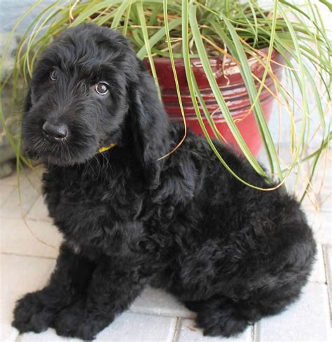 black goldendoodle puppy - Doodle Doods