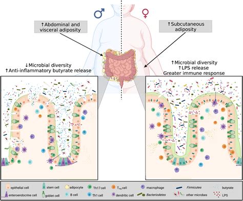 Frontiers | Sex hormones, intestinal inflammation, and the gut microbiome: Major influencers of ...