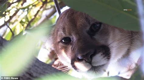 Image result for Terrifying Lion Encounters