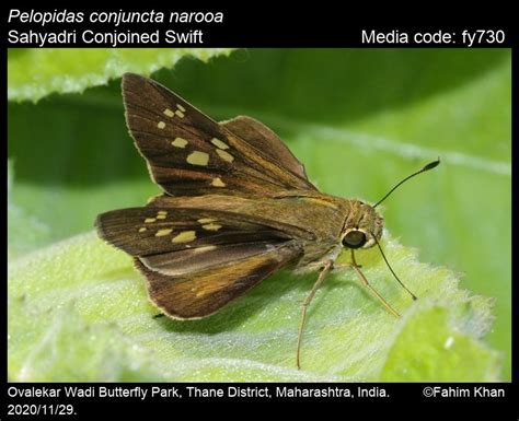 Pelopidas conjuncta | Butterfly
