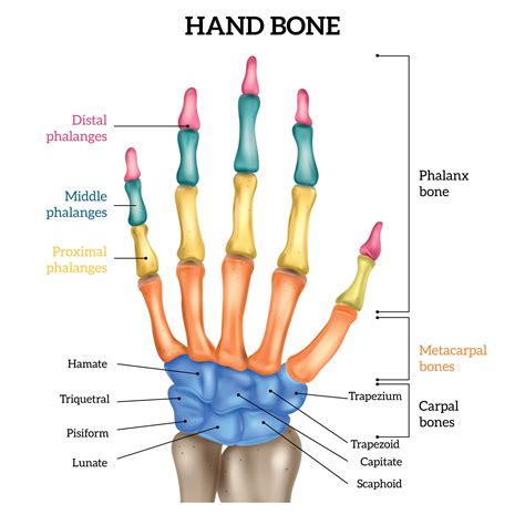 Bones Of The Hand Diagram