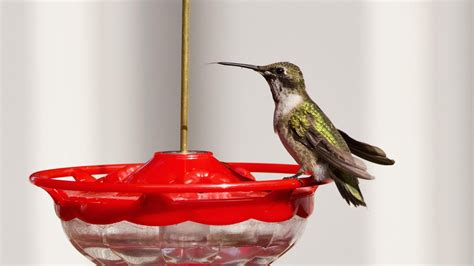 15 Smart Reasons To Use A Saucer-Shaped Hummingbird Feeder In Your Garden