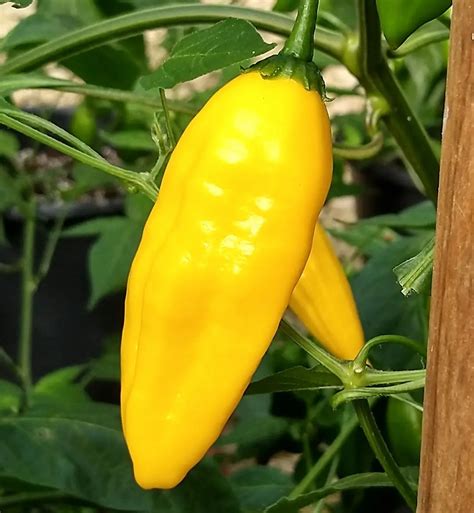 Aji Limon Pepper – Euphoricgreens