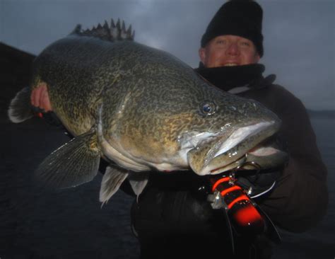Image result for Catching Murray Cod On Lures Land-Based