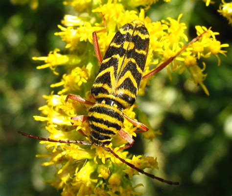 Insects With Camouflage at Jennifer Quevedo blog