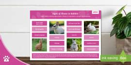 Picking up a Rabbit - Sequencing Poster - Pet - Twinkl Pets