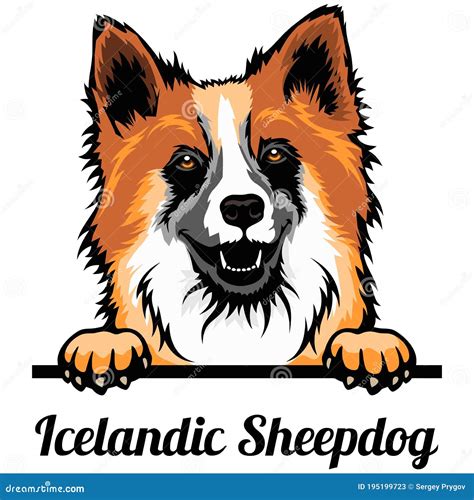 Icelandic Sheepdog - Color Peeking Dogs - Breed Face Head Isolated on ...