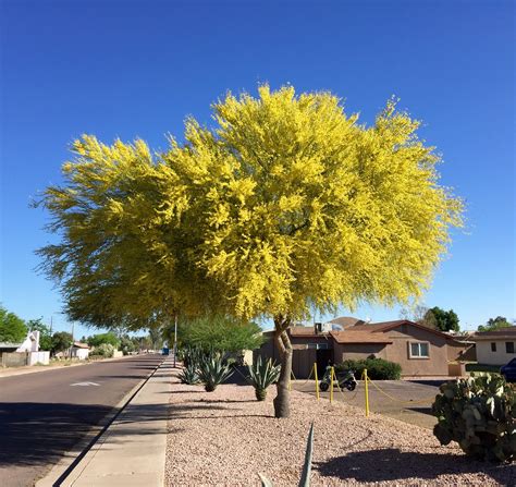 Palo Verde