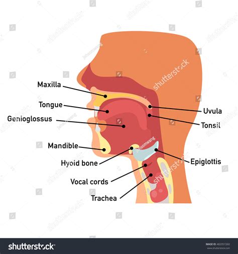Parts Of Throat Diagram - vrogue.co