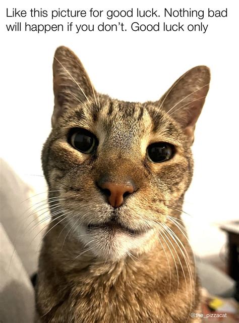 Good Luck Sloth Memes 15 Hilarious Sloth Memes To Brighten Your Day