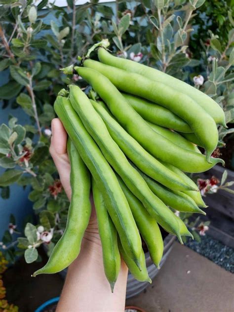 How to Grow & Use Fava Beans (Broad Beans): As Food & Cover Crops ...