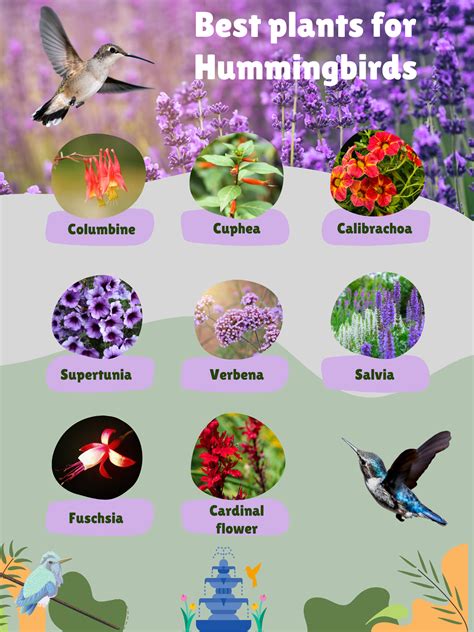 Best plants for hummingbirds and butterflies plus (tips to create a ...