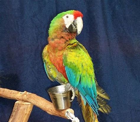 4 Types of Hybrid Macaws - PetHelpful