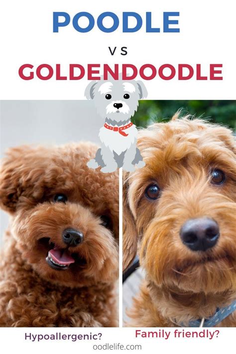 Image result for Cockapoo vs Goldendoodle