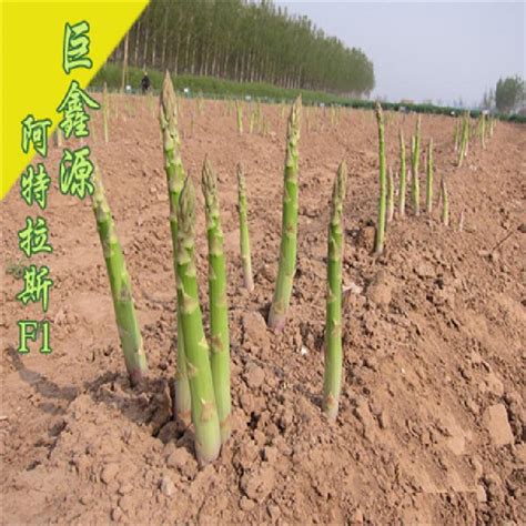 芦笋几月份种植？露天芦笋苗的种植方法-种植技术-中国花木网