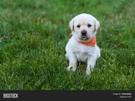 Cutest Lab Puppy In The World