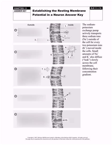 Image result for Neuron Resting Membrane Potential