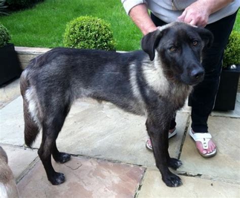 Image result for Ruby Kent