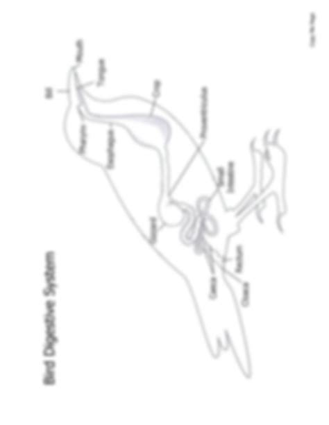 Image result for Bird Digestive System