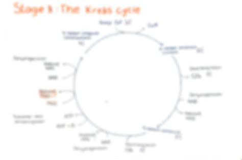 SOLUTION: Respiration stages of respiration easy diagrams - Studypool