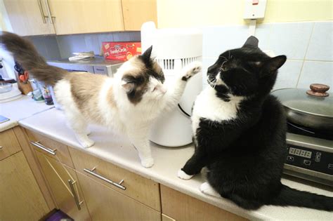 Image result for Thx Scan