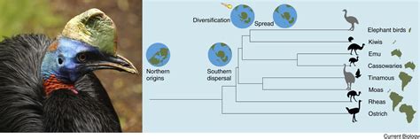 Flightless birds: Current Biology