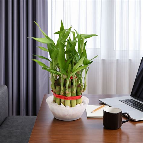 https://plantmart.pk/cdn/shop/files/bamboo-plant-in-pot-indoor-nursery-pakistan.png?v=1775646632&width=1445
