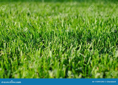 Green Grass Close-up. Freshly Cut Lawn Field Shot with Selective Focus ...
