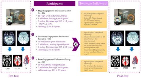 Stage-Dependent Brain Plasticity Induced by Long-Term Endurance ...