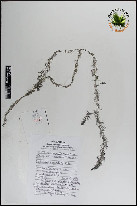 Herbarium JCB