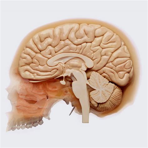 Rezultat imagine pentru Gyri