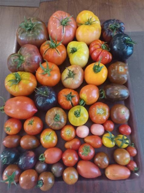 Ulavar Anand | Native Seed | Grow Bags | Grocery | Millets