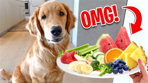 Dogs Taste Testing Food 的图像结果