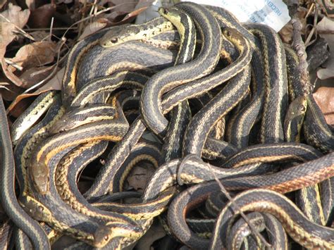 Verb Plow: Ten Cents on the Nest of Snakes