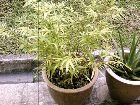 Pretty Gardens: Growing Bamboo In Containers