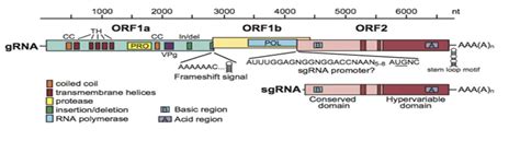 Gastro-entérites virales | Transmission | Physiopathologie | Symptômes ...