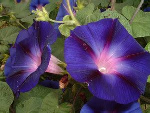 KANAYA Japanese Morning Glory *MIXED* Ipomoea Nil Seed Seed Price in ...