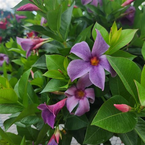 Seven of the Best New Annual Flowers of 2025