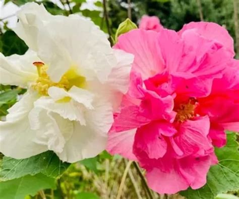 Golden Bloom Hybrid Live Pink Sthal Padma/Confederate Rose/Land Lotus ...