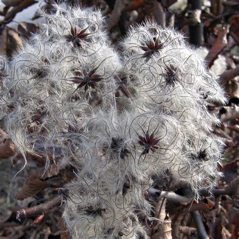 Old Man's Beard / Traveller's Joy (Clematis vitalba) seeds