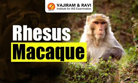 Rhesus Macaque, Distribution , Characteristics, Conservation, Latest News.