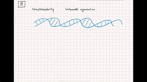 Image result for Complementarity of Structure and Function