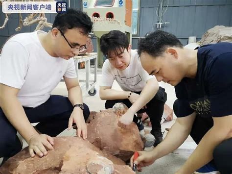 广东河源抢救性发掘出完整恐龙蛋化石33枚 - 国内资讯 - 化石网