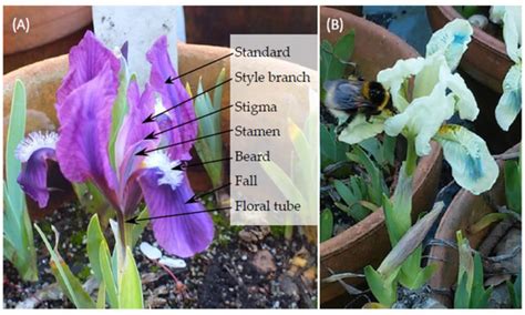 Phenotypic Selection on Flower Traits in Food-Deceptive Plant Iris ...