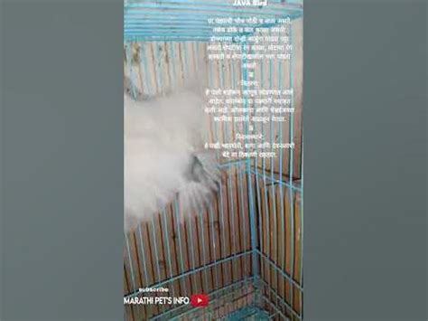 Java Java Marathi 的图像结果