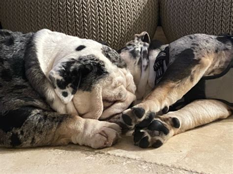 Hi team, What's the process for employment verification, will hcl check ...