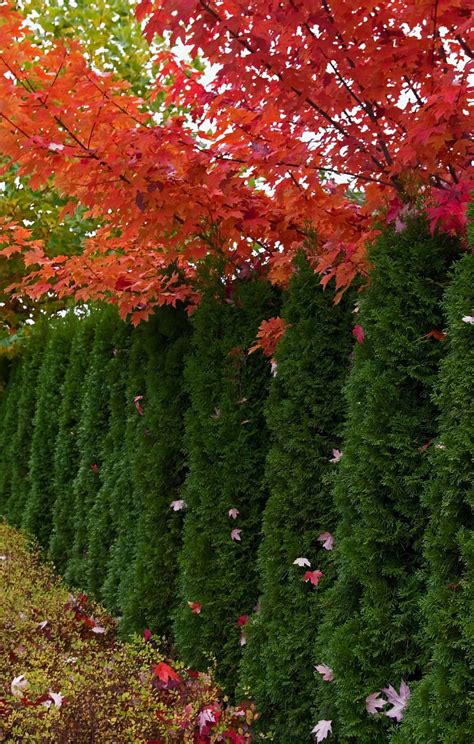 25 tall evergreen shrubs 🌲🍃 Towering greenery for year-round beauty