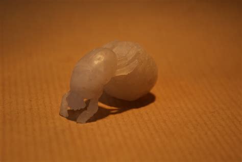 Jigger Fleas Remove 的图像结果